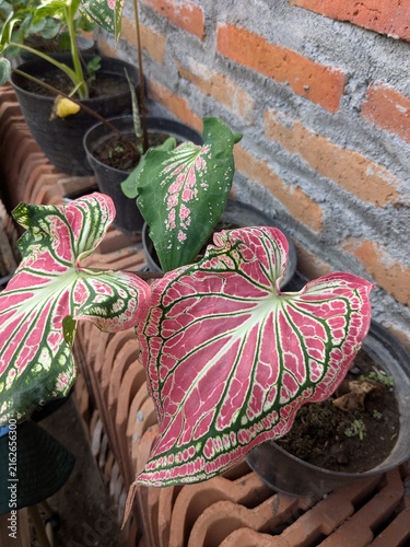 Принти на полотні Potted Caladium plants with pink and green variegated leaves.