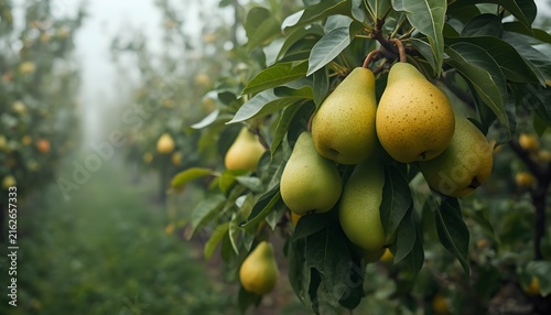 Close-up of fresh pears hanging from a leafy branch in a lush fruit orchard. Green and golden pear varieties contrast beautifully with dense foliage and a softly blurred agricultural landscape.