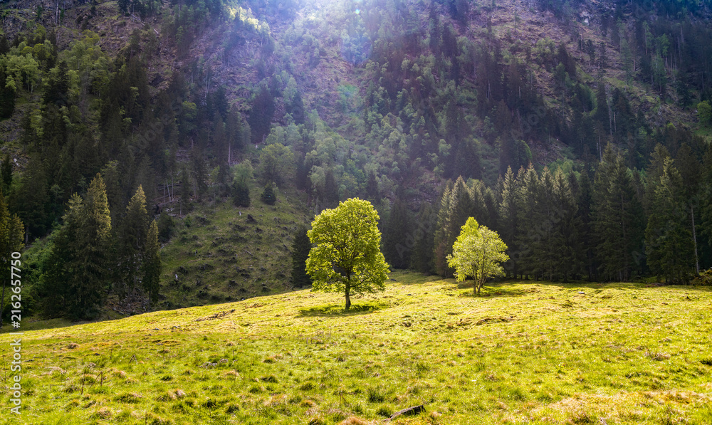 Fototapeta premium Tree in green meadow at hilly mountain panorama. Ecology and nature simplicity. Single tree in mountain meadow landscape nature. Mountain travel reveals serene meadow and untouched landscape