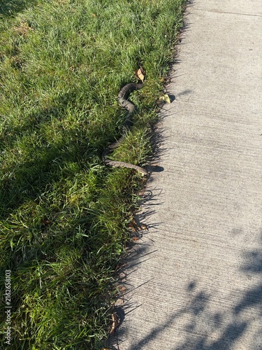 common watersnake in the grass