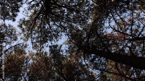 Spinning dizzy view of pine tree forest canopy