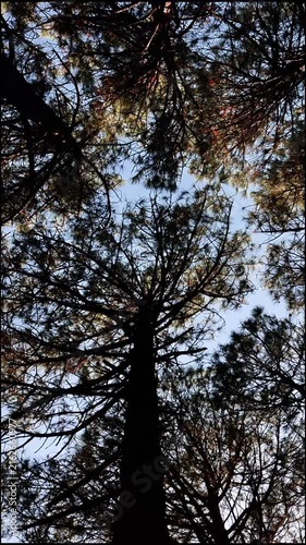 Towering pine trees silhouetted against blue sky