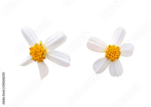 Isolated ugly bidens pilosa flower with clipping paths.