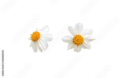Isolated ugly bidens pilosa flower with clipping paths.