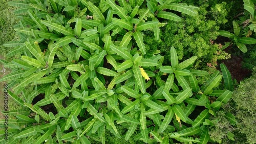 Aerial drone view flying low over a lush green banana plantation, dense banana leaves and tropical foliage seen from above, agricultural farmland in tropical climate.	
