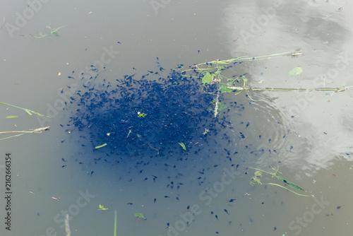 фотографія Tadpole Swarm Clustered in Pond Water