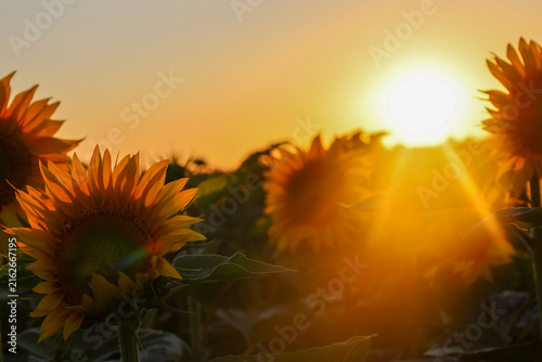 A vibrant sunflower field illuminated by the warm rays of the setting sun, creating a golden aura. The flowers are turned towards the sun descending on the horizon, radiating the beauty of nature.