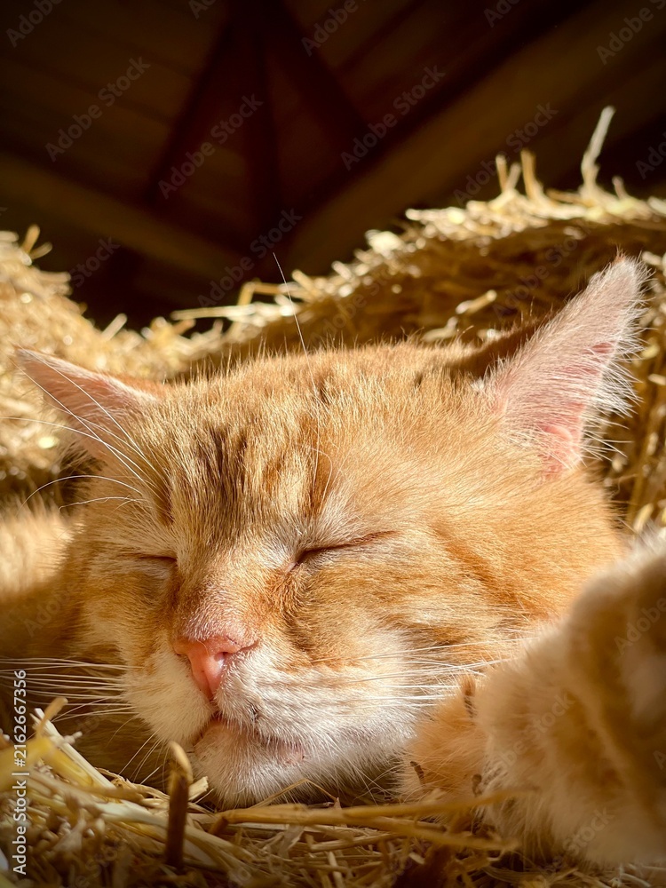 Fototapeta Sleeping orange tabby cat resting peacefully