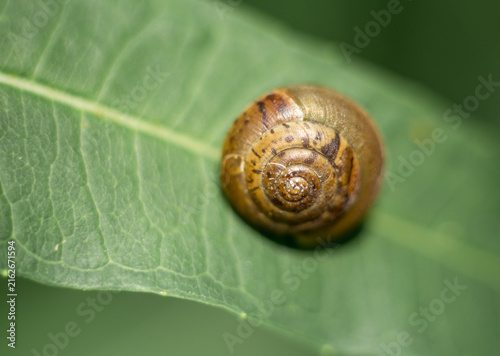Naklejka Small Snail Shell on Green Leaf Macro