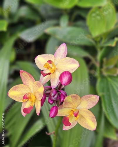 yellow and  pink-violet orchid as nature background