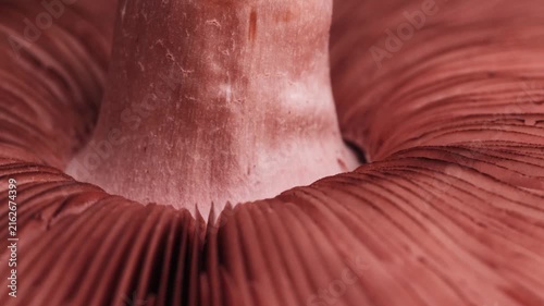 Macro Shot of Wild Red Mushroom Underside with Gill Pattern