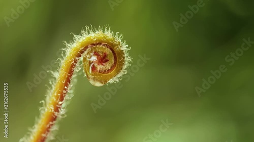 Young Curled Fern Shoot (Fiddlehead) Covered with Water Droplets, Macro Nature
