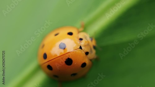 Orange Spotted Ladybug Walking on Green Leaf, Macro Video