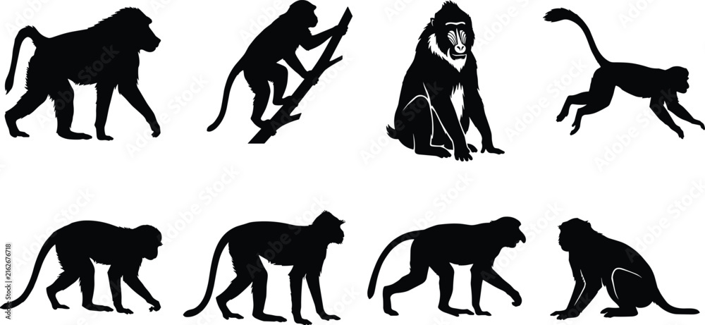 Fototapeta premium Silhouette Collection of Monkeys and Apes in Various Poses on White Background