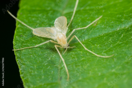 Fotografía Close-up of Microtendipes pedellus (non-biting midge) with translucent wings and
