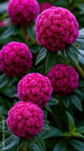 Vibrant magenta dahlia flowers blooming in a garden with lush green foliage