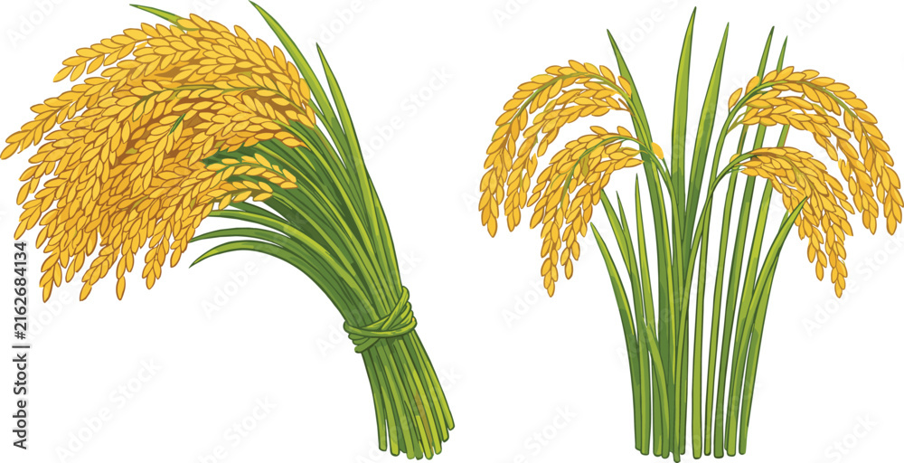 Fototapeta premium Golden Rice Ears and Green Stalks Set with Tied Sheaf and Standing Paddy Plants for Organic Agriculture Farm Harvest and Asian Food Graphic Vector Illustration