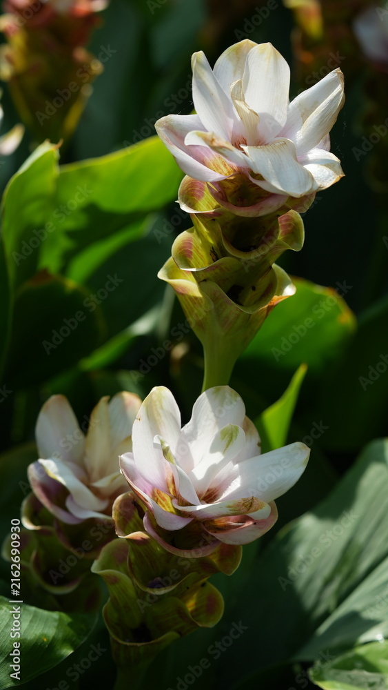 Fototapeta premium Beautiful Siam Tulip Flowers Blooming in Lush Garden