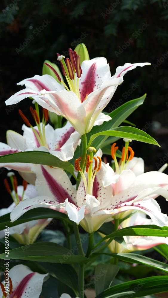 Obraz premium White and crimson lilies blooming in a summer garden