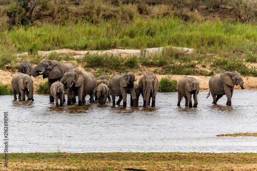 Elephant herd in the green season in the Kruger National Park in South Africa