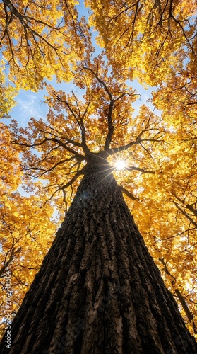 Tree viewed from below with sunlight