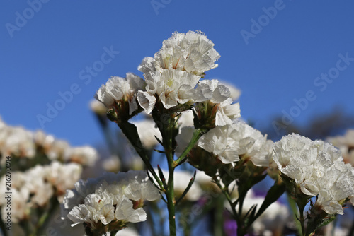 Cuadro en lienzo White statis, also known as limonium or sea lavender, is covered with ice crystals and frost under a blue sky