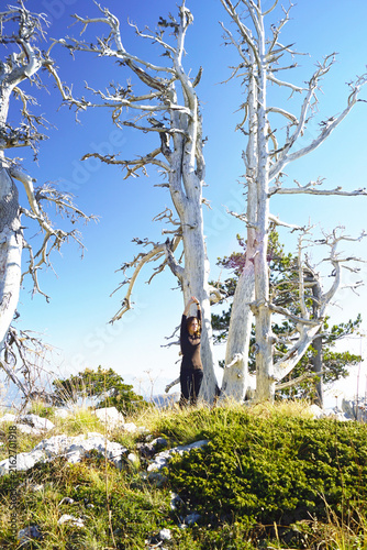 Фотография Small figure of female hiker stretches arms upward between bleached pine trunks in Orjen Nature Park