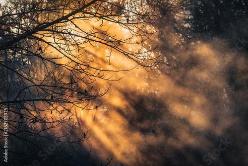 New Zealand - 01 July 2021: View of golden sunbeams filtering through the branches of trees in a misty forest, creating a warm and atmospheric light.