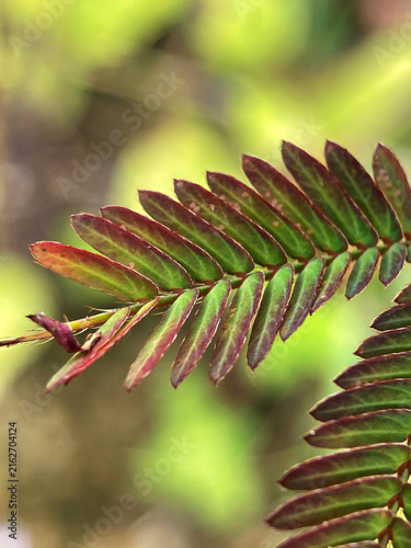 Obraz na plátne Close-up of sensitive plant leaves with reddish-purple edges and vibrant green veins