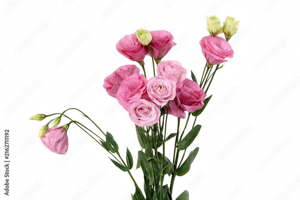 Fototapeta premium Elegant Pink Lisianthus Bouquet with Delicate Blooms and Green Buds