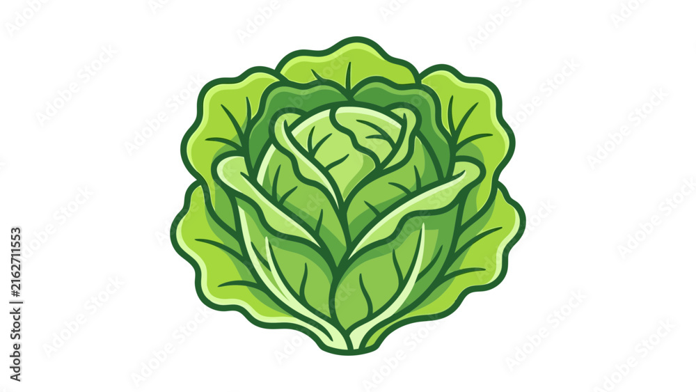Obraz premium Fresh Green Cabbage Vector Illustration