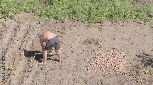 A man is digging up potatoes in his garden
