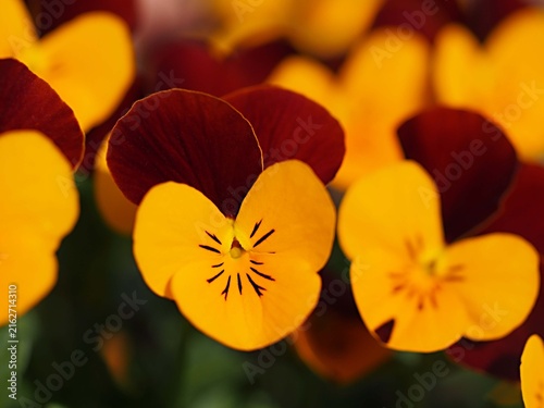 パンジーの花の生態写真