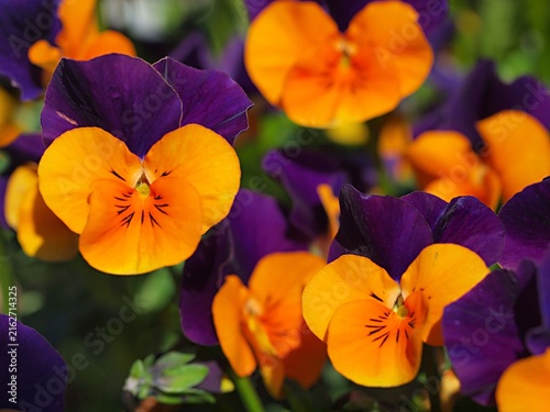 パンジーの花の生態写真