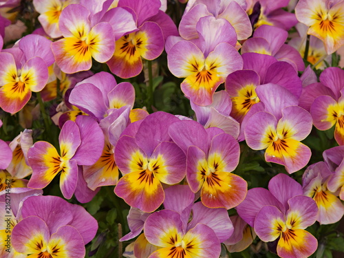 パンジーの花の生態写真