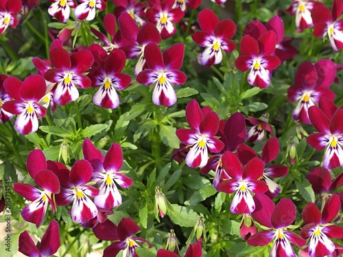 パンジーの花の生態写真