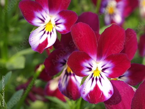 パンジーの花の生態写真