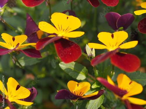 パンジーの花の生態写真
