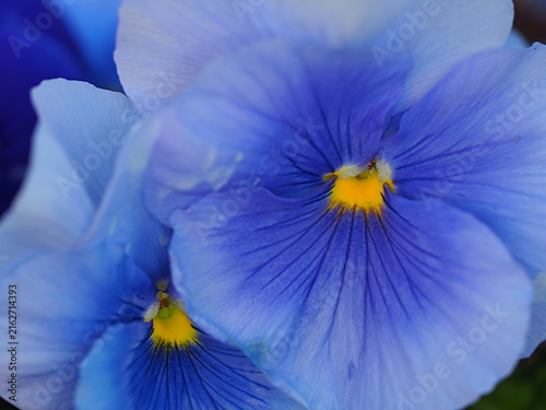 パンジーの花の生態写真