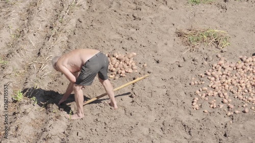 A man is digging up potatoes in his garden