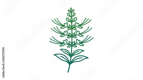 Orthosiphon Stamineus Plant Vector Illustration