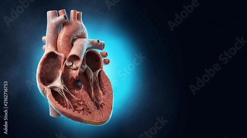 Human heart anatomy cutaway showing chambers valves myocardium major vessels and cardiovascular anatomy study.