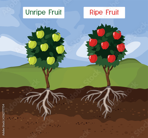Comparison of apple tree ripening stages. Unripe green and ripe red apples