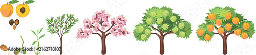 Life cycle of peach tree. Stages of growth from seed and sprout to adult plant with fruits