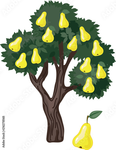 Pear tree with yellow ripe fruits and green leaves
