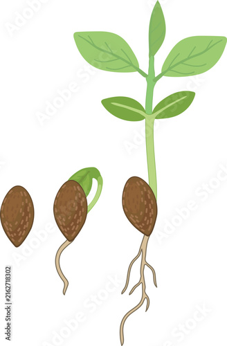Plum (Prunus domestica) seed growth stages