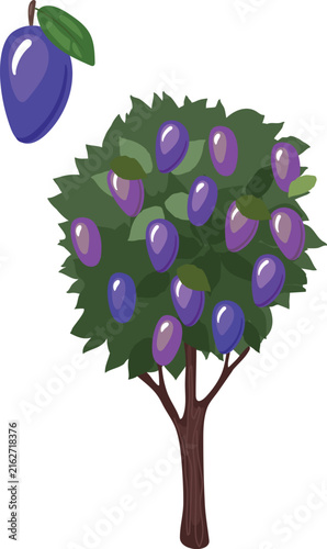 Plum tree and ripe plum fruit