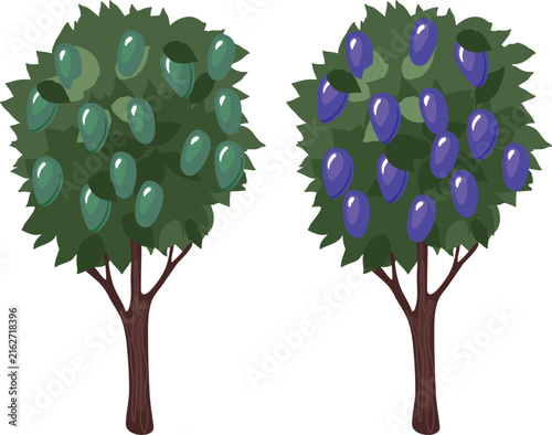 Comparison of plum tree ripening stages. Unripe and ripe plums