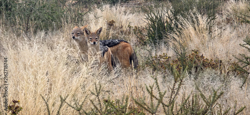 Bild auf Leinwand two black-backed jackals in the grass