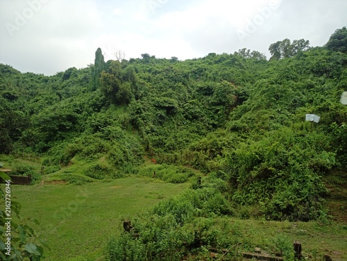 Foto Lush green hillside landscape with dense vegetation and grassy clearing